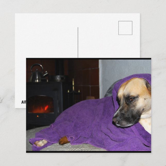Sleepy Dog by Fireplace Postcard (Front/Back)
