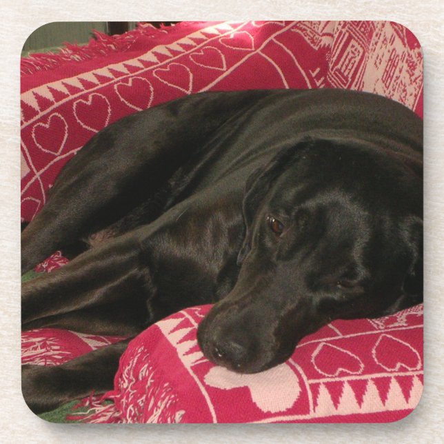 Sleepy Dog Coasters - Set of 6 (Front)