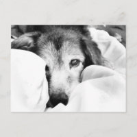 sleepy dog on bed cuddle black white