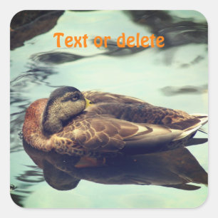 Sleepy Duck Personalized Nature  Square Sticker