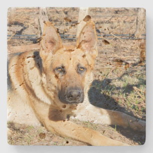 Sleepy Eyes German Shepherd, Stone Coaster