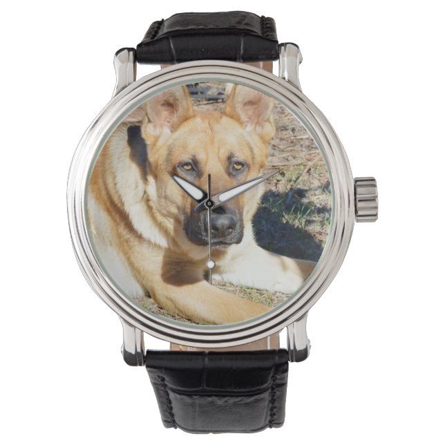 Sleepy Eyes German Shepherd,    Watch (Front)