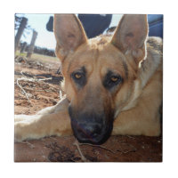 Sleepy Eyes Young Alsatian, Paper cup