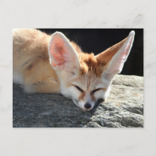 Sleepy Fennec Fox Postcard