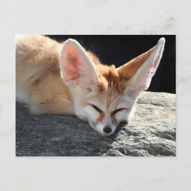 Sleepy Fennec Fox Postcard (Front)