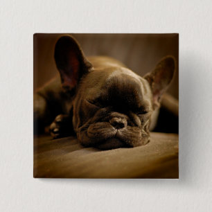 Sleepy French Bulldog 2 Inch Square Button