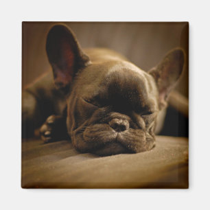 Sleepy French Bulldog Magnet