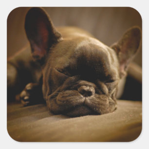 Sleepy French Bulldog Square Sticker