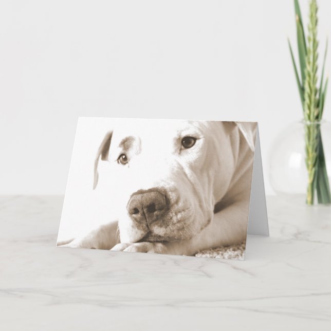 sleepy friendly white pitbull hate deed not breed card (Front)