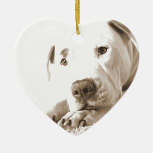 sleepy friendly white pitbull hate deed not breed ceramic ornament