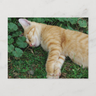 Sleepy Ginger Kitten Postcard