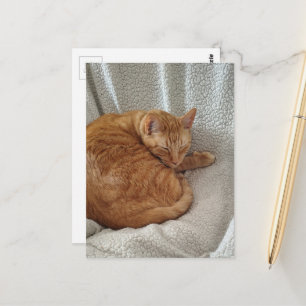Sleepy Ginger Kitty Postcard