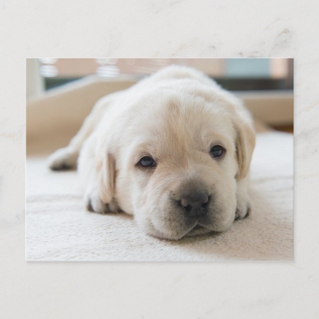 Sleepy Golden Labrador Puppy Postcard (Front)