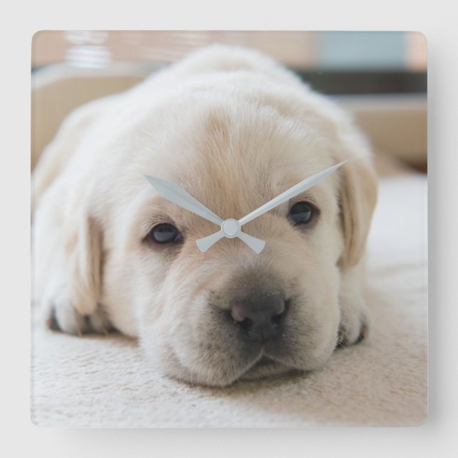 Sleepy Golden Labrador Puppy Square Wall Clock (Front)