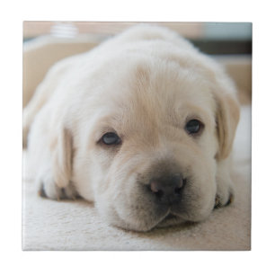 Sleepy Golden Labrador Puppy Tile