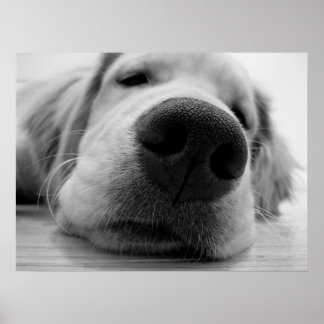 Sleepy Golden Poster