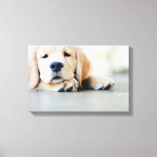 Sleepy Golden Retriever Puppy Canvas Print (Front)