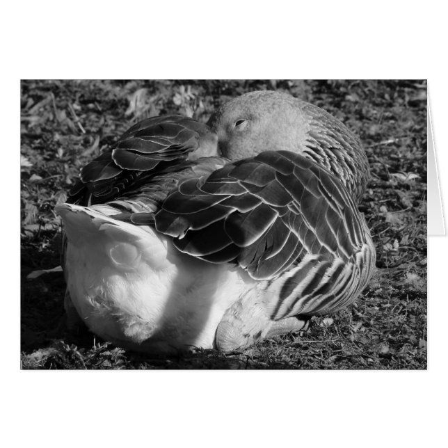 Sleepy Graylag Goose (Black and White) (Front Horizontal)