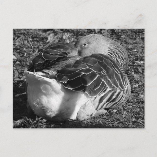 Sleepy Graylag Goose (Black and White) Postcard (Front)