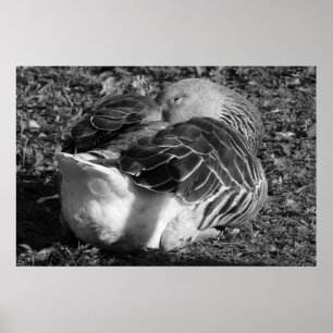 Sleepy Graylag Goose (Black and White) Poster