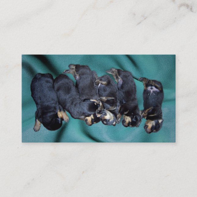 sleepy head rottweiler puppies business card (Front)
