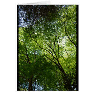 Sleepy Hollow trees