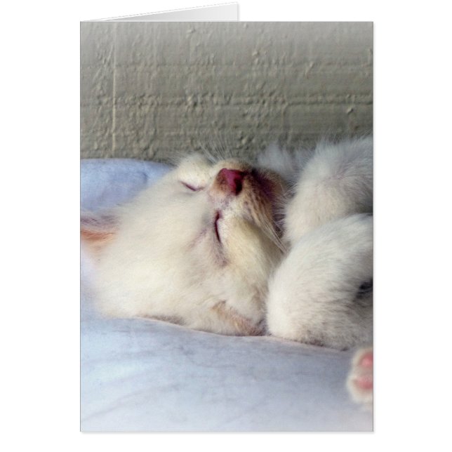 Sleepy Kitten (Front)