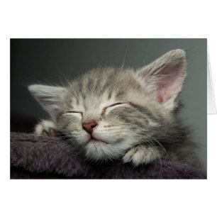 Sleepy Kitten