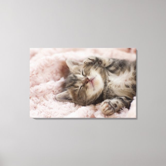 Sleepy Kitten Canvas Print (Front)