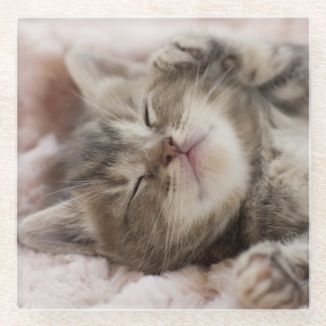 Sleepy Kitten Glass Coaster (Front)