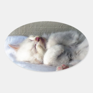 Sleepy Kitten Oval Sticker