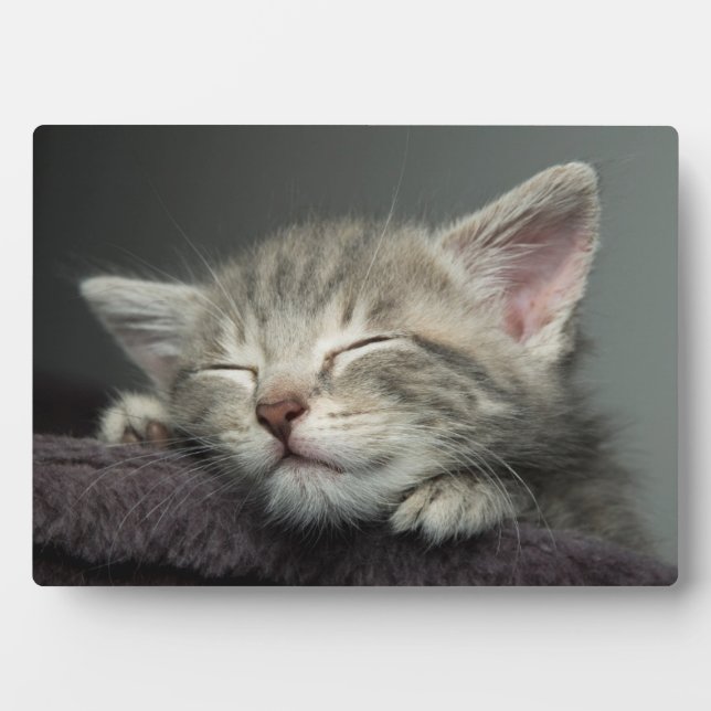 Sleepy Kitten Plaque (Front)