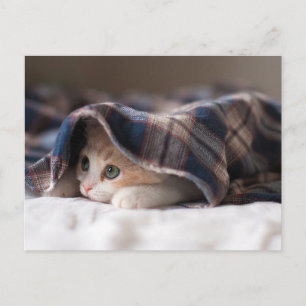 Sleepy Kitten Postcard