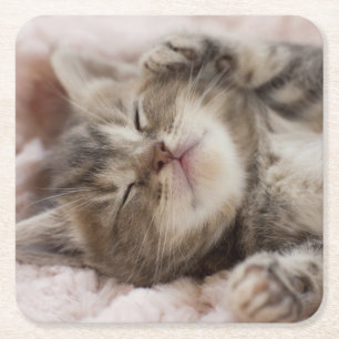 Sleepy Kitten Square Paper Coaster