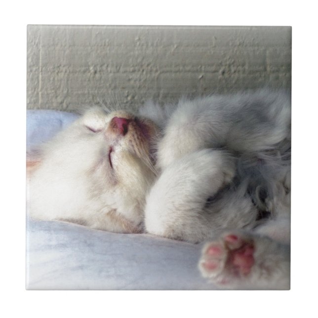 Sleepy Kitten Tile (Front)