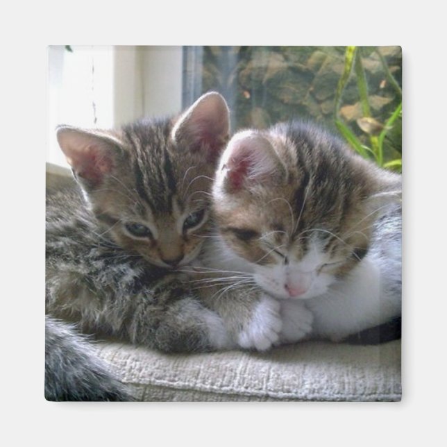 Sleepy Kittens Magnet (Front)