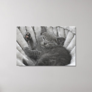 Sleepy kitty canvas print