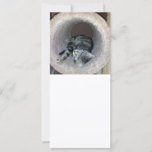 Sleepy Kitty Cat by Shirley Taylor