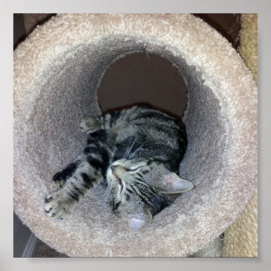Sleepy Kitty Cat by Shirley Taylor Poster