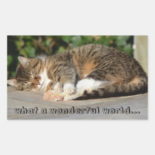 Sleepy kitty sticker