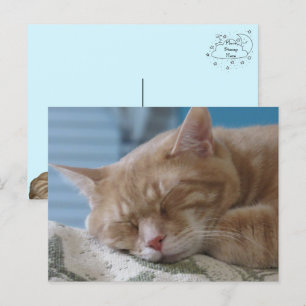 Sleepy Kitty Taz - Carte postale de chat
