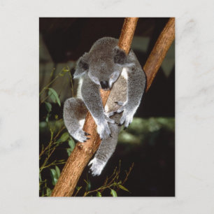 Sleepy Koala Postcard