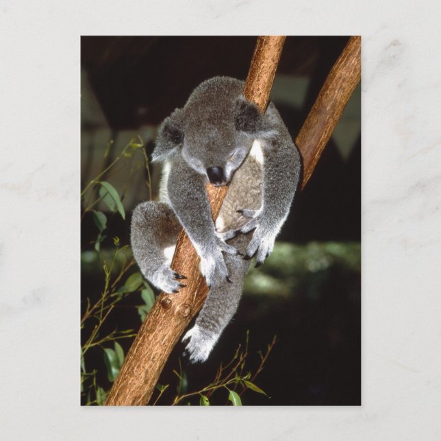 Sleepy Koala Postcard (Front)