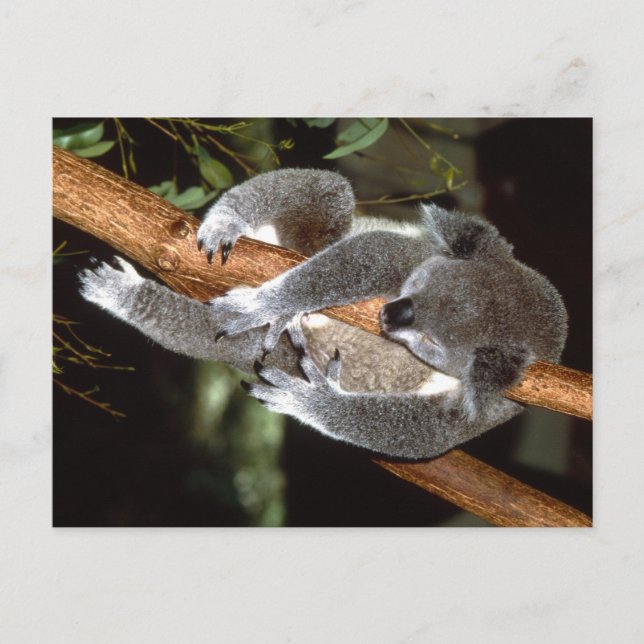Sleepy Koala Postcard (Front)