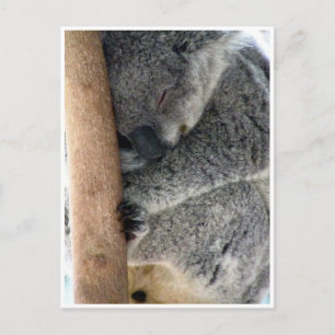 sleepy koala postcard
