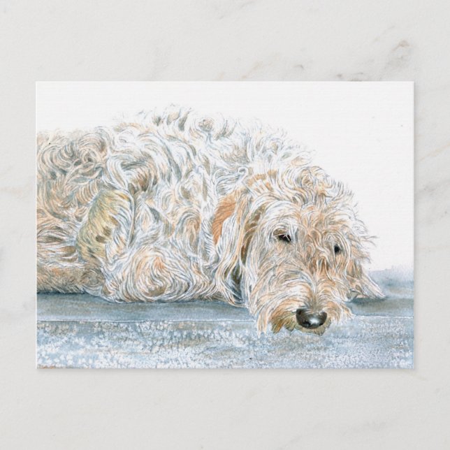 Sleepy Labradoodle Postcard (Front)