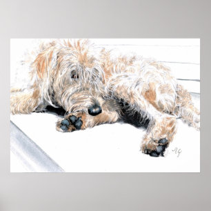 Sleepy Labradoodle Print