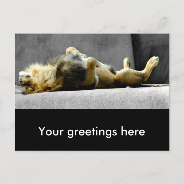 Sleepy Lion Postcard (Front)