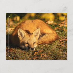 Sleepy Little Fox Postcard