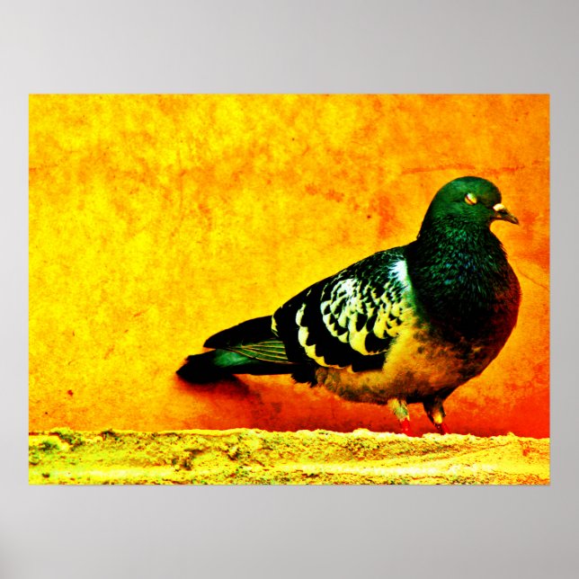 Sleepy Pigeon Poster (Front)